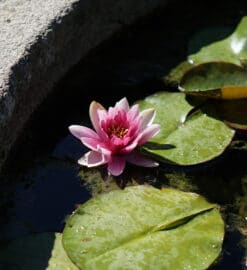 Comment planter des plantes aquatiques dans un bassin ?