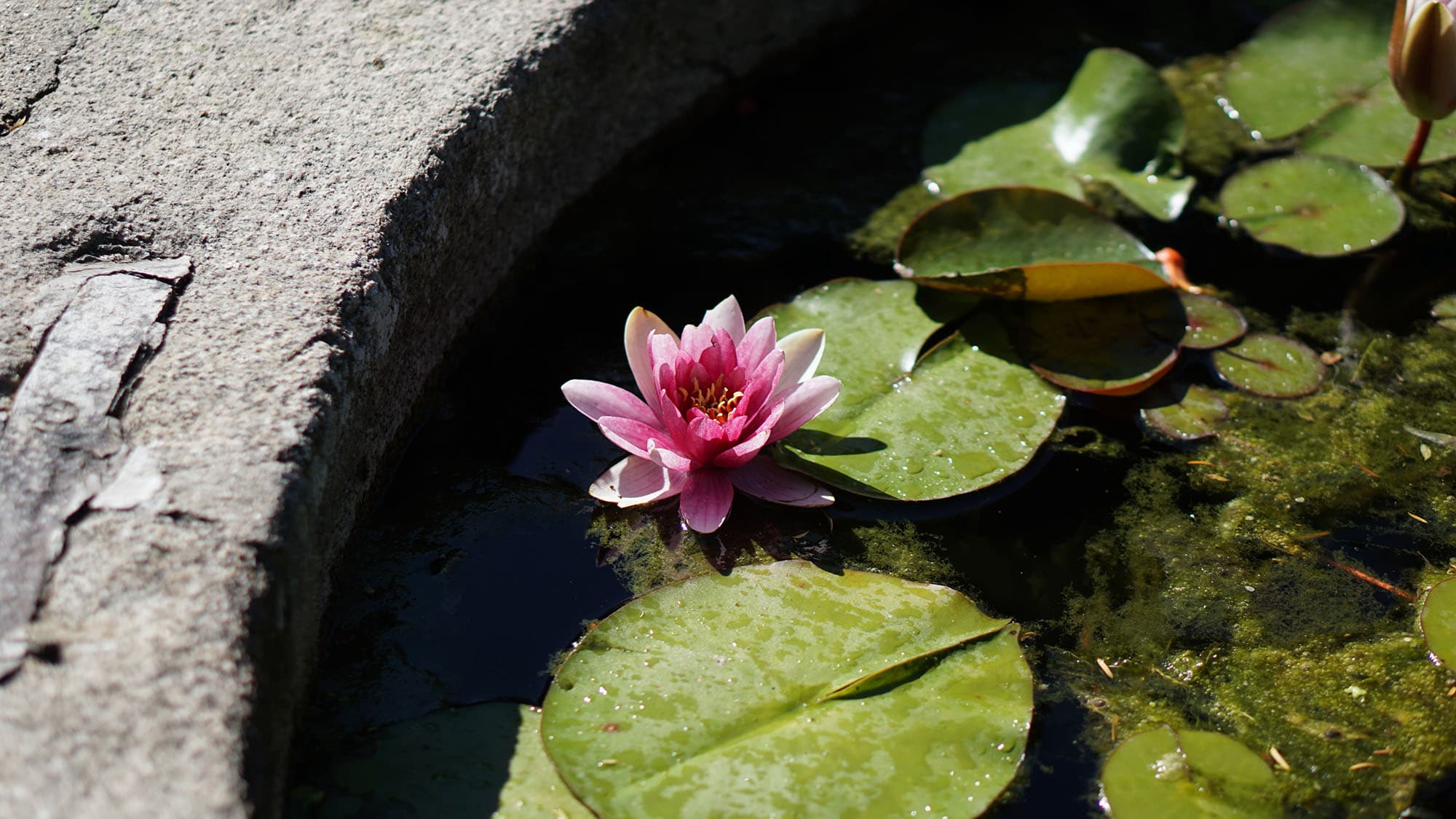 Un néuphar dans un bassin avec des plantes aquatiques