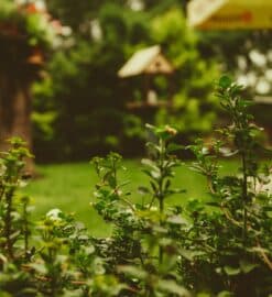 Comment retrouver de la sérénité dans son jardin ?