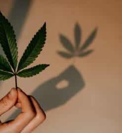 Quels sont les effets du cannabis à petite dose ?