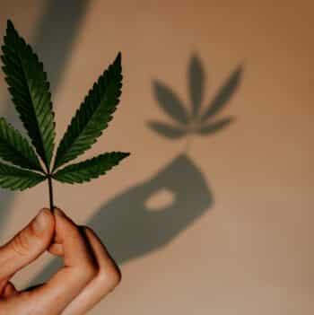 Cannabis petite dose